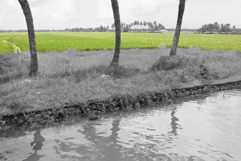 Living Below the Sea Level - Padshekharam - a block of reclaimed paddy fields next to an embankment in Vembanad Lake, Alappuzha district, Kerala